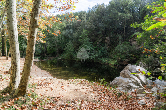 Arbre Gorga de les Dones